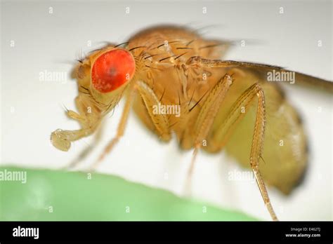 Wilden Gemeinsamen Fruchtfliege Drosophila Melanogaster Drosophila