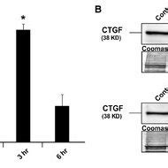 Analysis Of Ctgf Expression In Htm Cells After Treatment With Nm Or