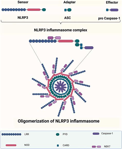 Nlrp Inflammasome Structure And Oligomerization The Nlrp