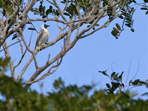 Campanero Meridional Procnias Nudicollis Picture Bird