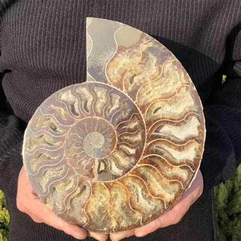 Kg Natural Ammonite Fossil Quartz Crystal Specimen Reiki Healing