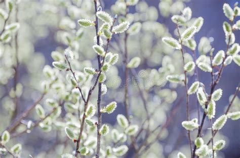 Pussy Willow Branches With Catkins On Blue Sky Background Spring Easter Background Stock Photo