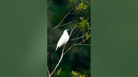 White Bellbird Procnias Albus🕊️ Youtube