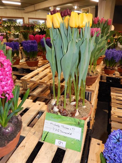 25 of the Latest NEW Tulip Varieties to Love! Check ‘em Out HERE! - Grand Central Floral