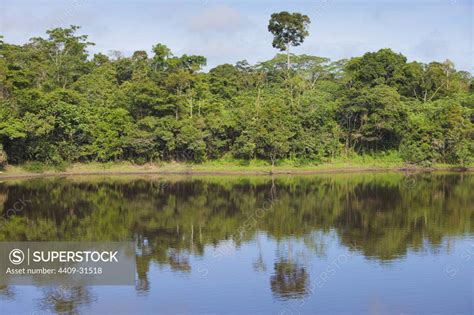 Rainforest In Pucate River Pacaya Samiria National Reserve Amazon