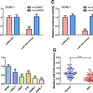 Knockdown Of CRNDE Suppresses Proliferation And Metastasis Of NPC