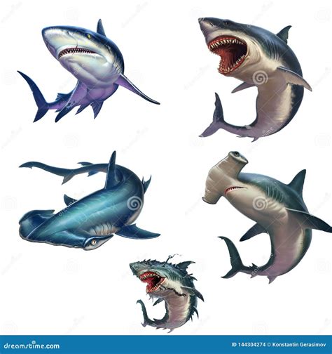 Big Set Of Sharks Isolated Realistic Illustration Stock Illustration