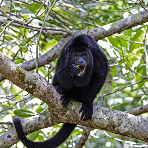 belize howler monkey