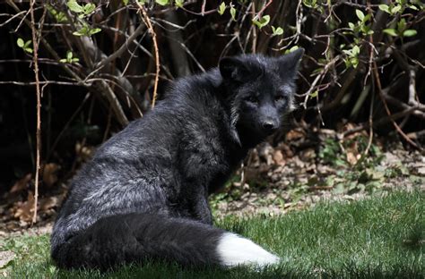 Melanistic Red Fox (Silver Fox) spotted in downtown Salt Lake City ...