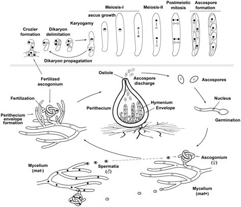 The Sexual Life Cycle Of A Model Filamentous Ascomycete Fungus Sexual Download Scientific