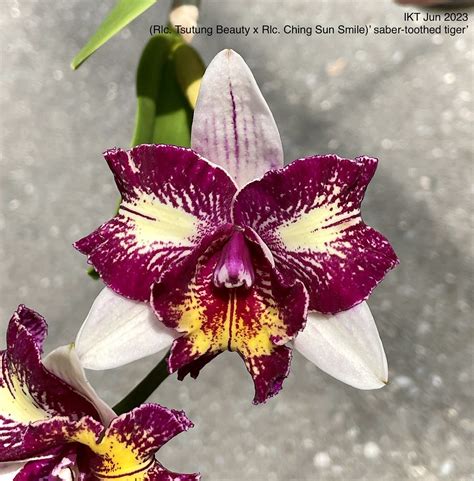 Rlc. Tsutung Beauty x Rlc. Ching Sun Smile | iknowledgetree | Flickr