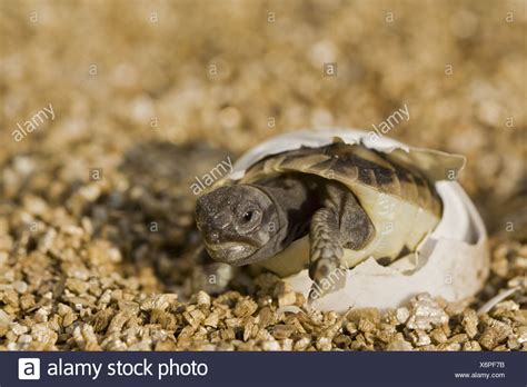 Tortoise Egg High Resolution Stock Photography And Images Alamy