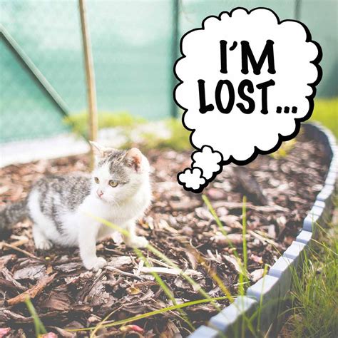 im lost kawaii english