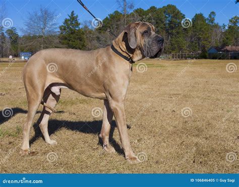 Majestic Brown Great Dane Purebred Stock Image - Image of great, brown ...
