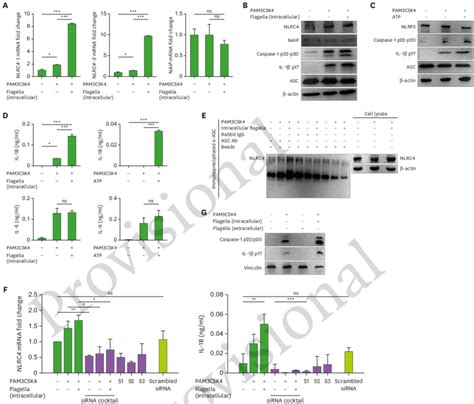 Nlrc Is Expressed And Inducible In Eol Cells Nlrc And Naip Mrna