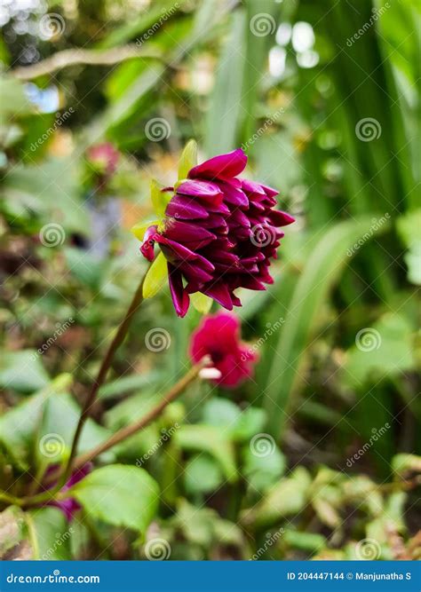 Prachtige Roze Kleurenschaduwkat of Dahlia - Bloem Groeit in Een Desi