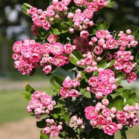 Buy Midland Hawthorn Crataegus Laevigata Rosea Flore Pleno Delivery