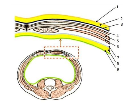 layers anterior abdominal wall Quiz