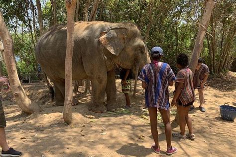 Half Day Ethical Koh Samui Elephant Jungle Sanctuary Visit