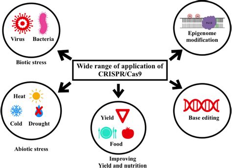 Type Iia Crispr Cas System In Streptococcus Pyogenes A Crispr Locus In