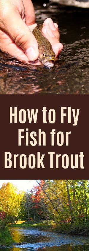 How To Fly Fish For Brook Trout A Complete Beginners Guide Guide