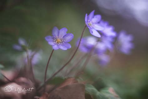 Fr Hling L Sst Sein Blaues Band Makrotreff