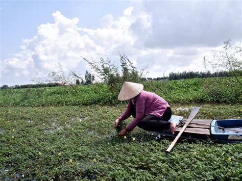 Quel Genre De Légume Sauvage Est Labricot Jaune En Saison Des