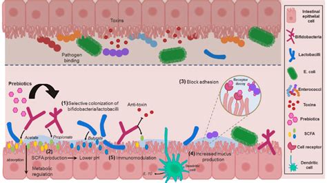 Schematic Diagram Illustrating Mechanisms By Which Prebiotics Influence