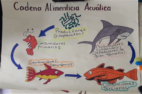 Cadena Alimenticia Acuática Imagenes De Clases Recetas Rapidas Y