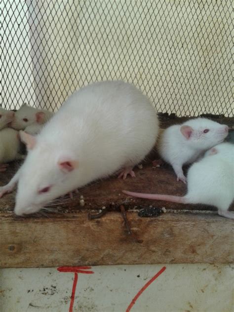 Albino Rat For Sale - Pets - Nigeria