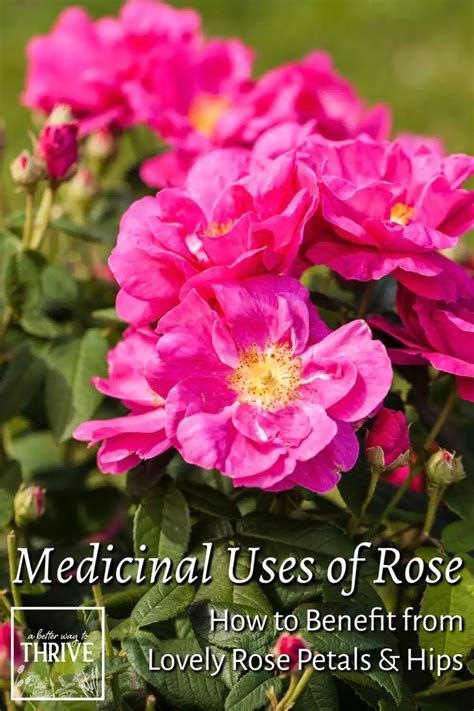 Medicinal Uses Of Rose How To Benefit From Rose Petals Hips Uses