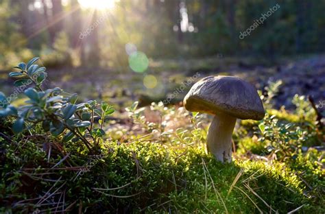 Porcini Cep White Mushroom King Boletus Pinophilus Micelio F Ngico En