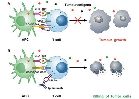 Mechanism Of Ctla Induced Immunosuppression A Cancer Cells