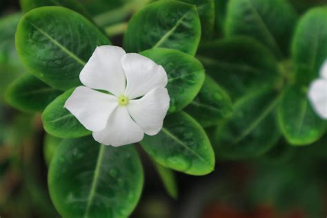 Beautiful Pink Catharanthus Roseus It S Also Known As Cape Periwinkle