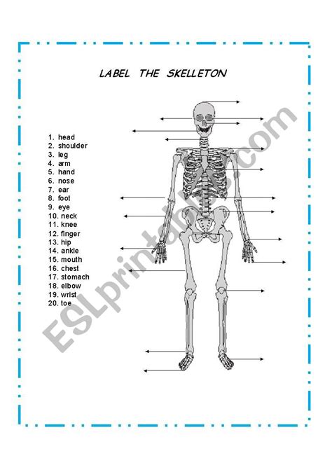 Label The Skeleton Worksheet