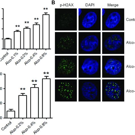 Alcohol Induces Dna Damage In Mcf Cells A Mcf Cells Were Treated