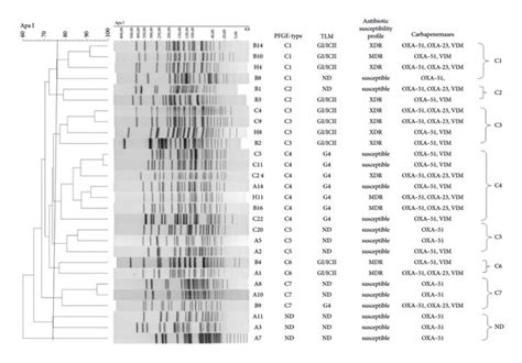 Dendrogram Representing The PFGE Pattern Of 28 Clinical A Baumannii