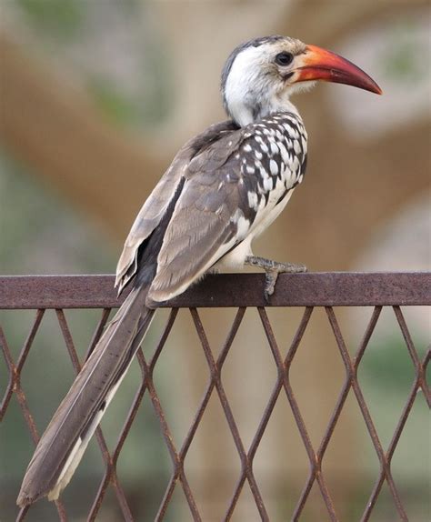 Northern red billed hornbill - Alchetron, the free social encyclopedia