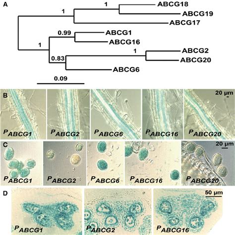 Phylogeny Of Abcg Proteins And P Abcg Gus Expression In Arabidopsis