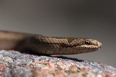 Snakes of Åland Islands, Finland (April 2011) - Field Herp Forum