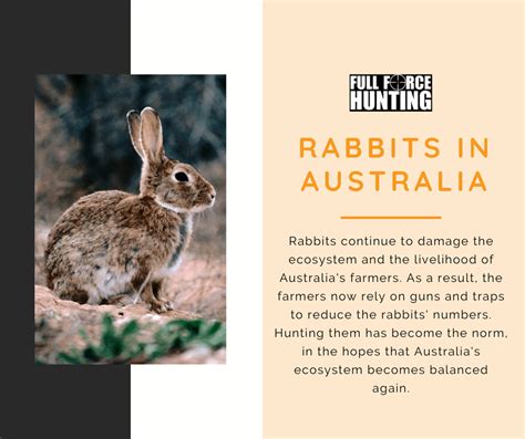 Rabbits In Australia Full Force Hunting