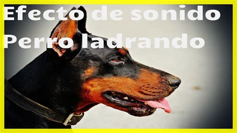 Sonido De Perro Ladrando Efecto De Sonido 🐕 🐶 Youtube