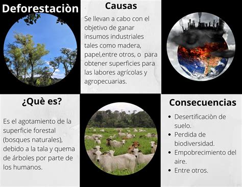 Causas Y Consecuencias De La Deforestaci N Deforestacion Como