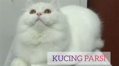 Kucing Parsi Malaysia Kitten Youtube