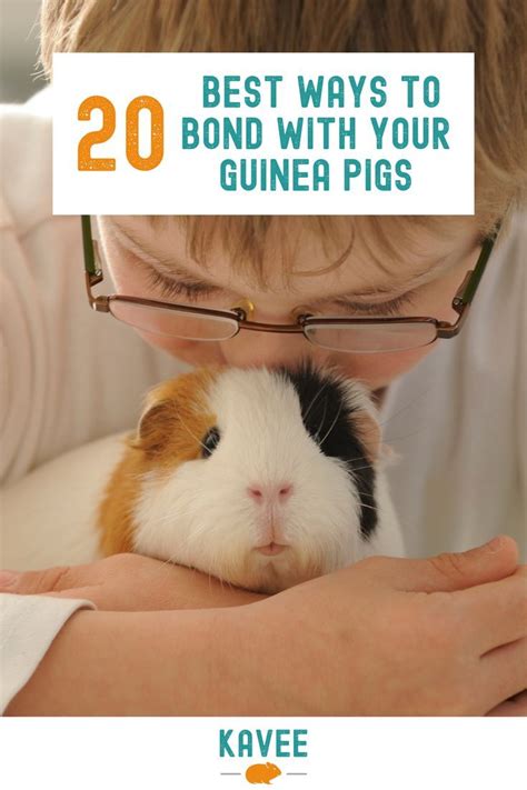 50 Amazing Guinea Pig Facts You Need To Know Artofit