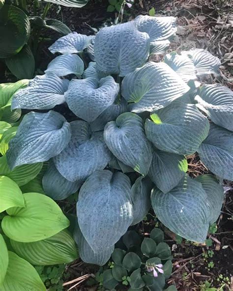 Blue Hostas 30 Varieties And Complete Topic Overview World Of
