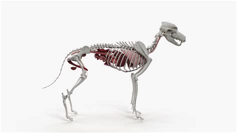 German Shepherd Anatomy 3d Model Turbosquid 1445554