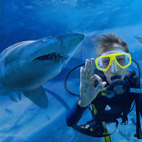 Visit Sydney Aquarium Today Sea Life Sydney