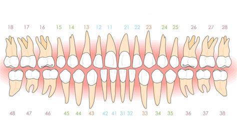 Arcada Dentaria Numera O Veja Como Ela Numerada