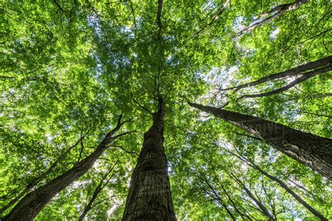 Looking Up Into The Canopy Of Deciduous Trees In An Ontario Forest